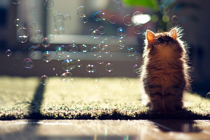 Gatito mirando burbujas de jabón