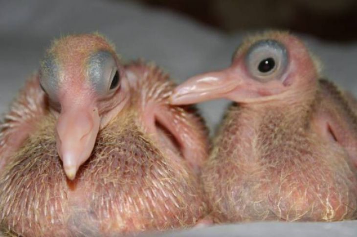 Un palomas recién nacidos