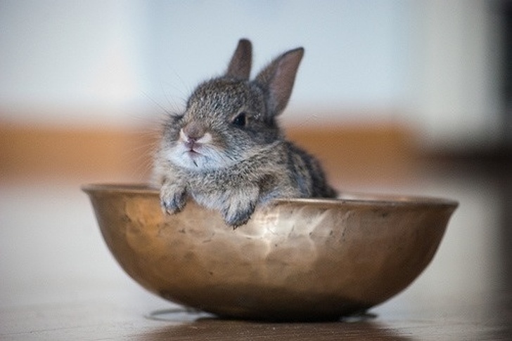 Conejo cabe en un plato