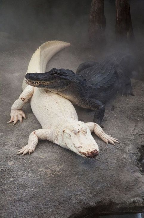 crocodil albino și gri