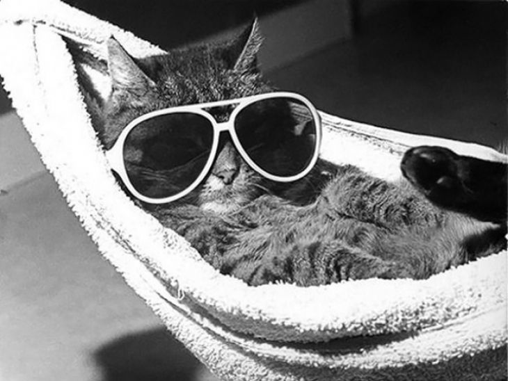 Morsom katt med briller
