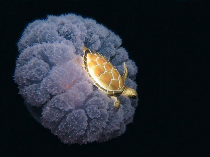 Uma tartaruga pegando carona em uma água-viva