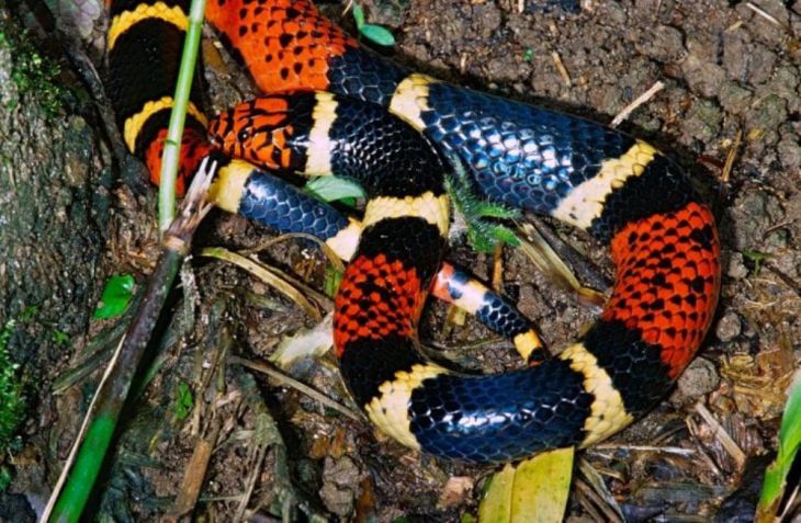 cobra venenosa multicolorida