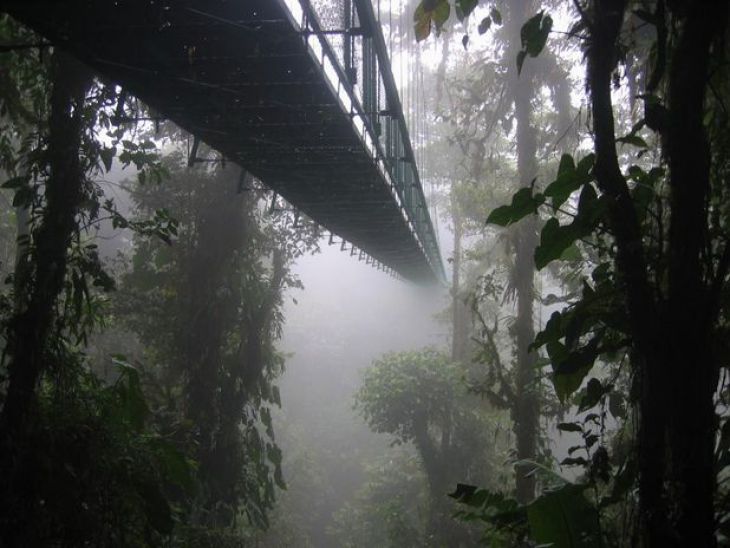Rainforest Bridge (Costa Rica)