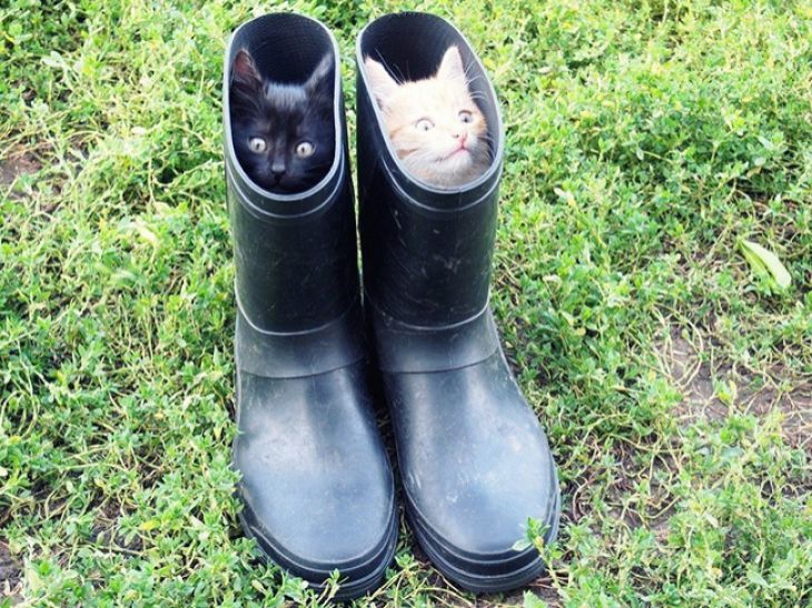 Dos gatos con botas