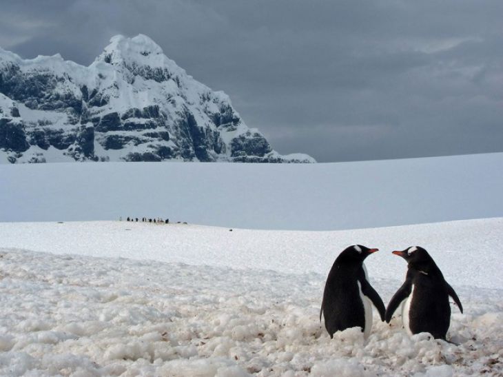 Par de pingüinos, Antártica
