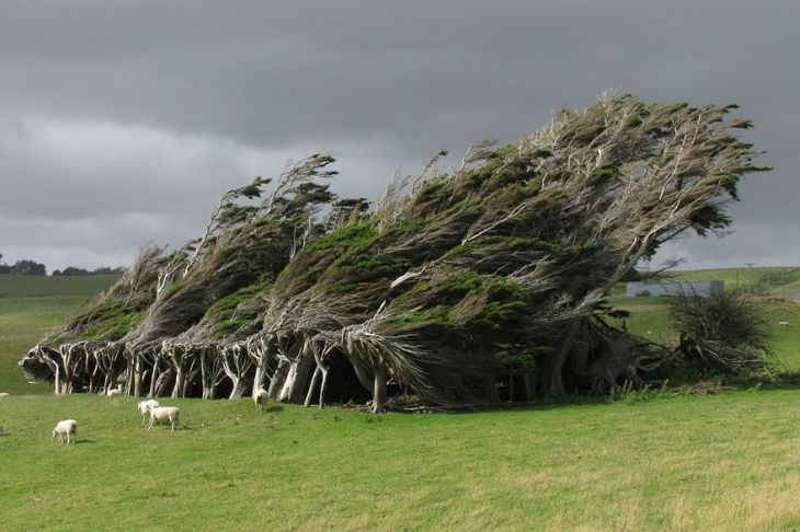 Copaci răsuciţi de vânturi puternice, Noua Zeelandă 
