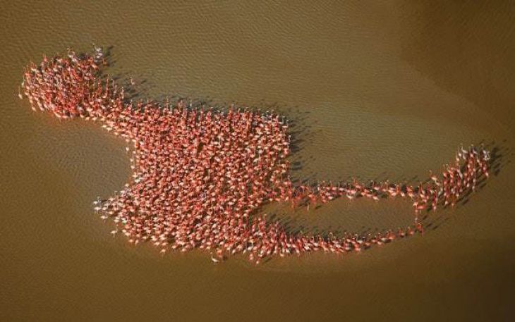 One Big Flamingo