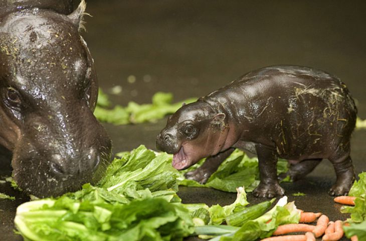 Bebé Hipopótamo que come la hierba