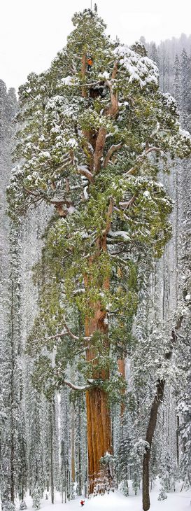 Al treilea cel mai înalt copac din lume (un sequoia gigant), California