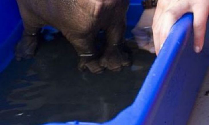Um encantador hipopótamo