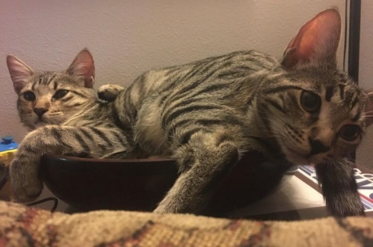 2 gatos estão descansando em uma tigela