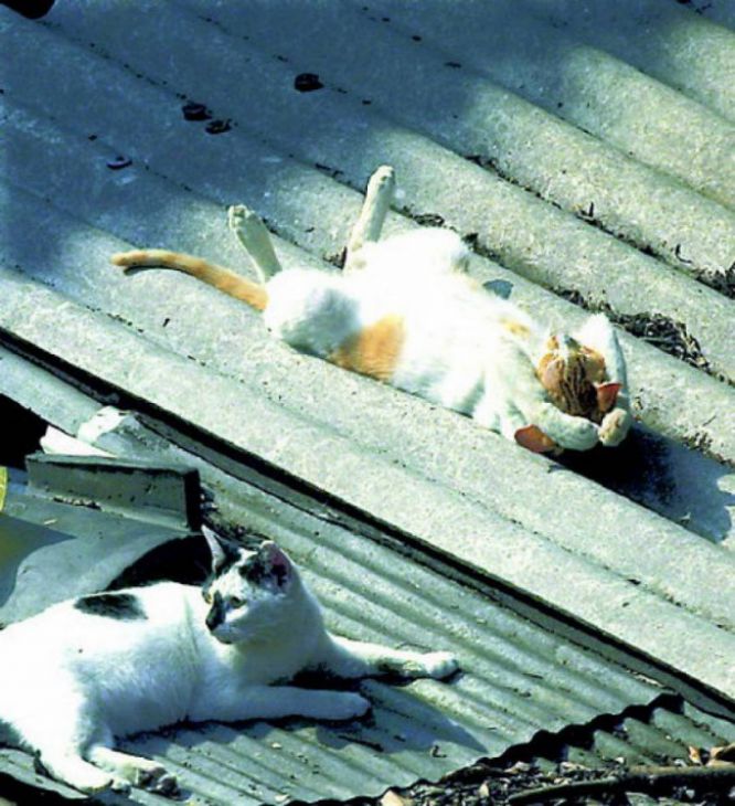 gatos tomar sol no telhado da casa
