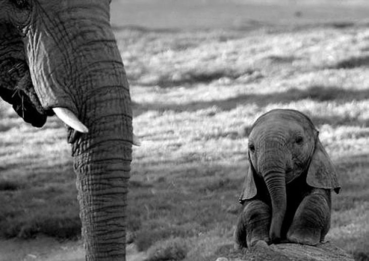 Bebé Elefante al lado de un gran elefante