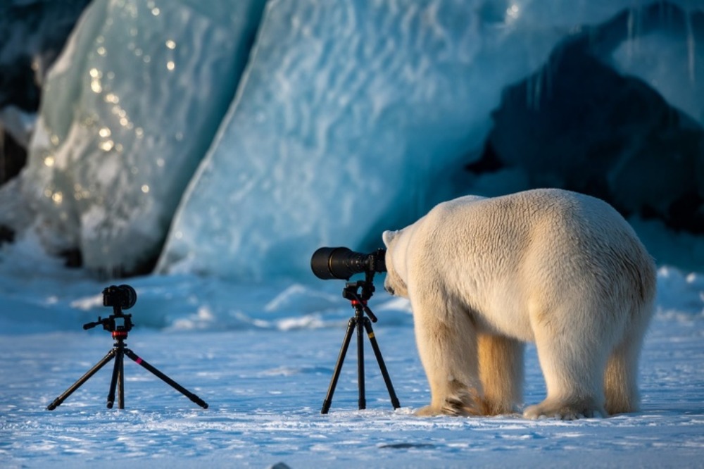 Urso polar olha para a câmera