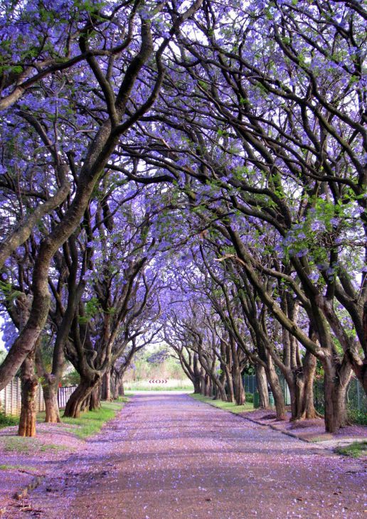 Jacarandaträd, Sydafrika
