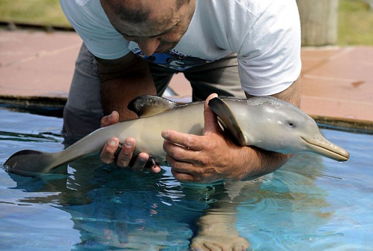 Hombre que sostiene un Bebé delfín
