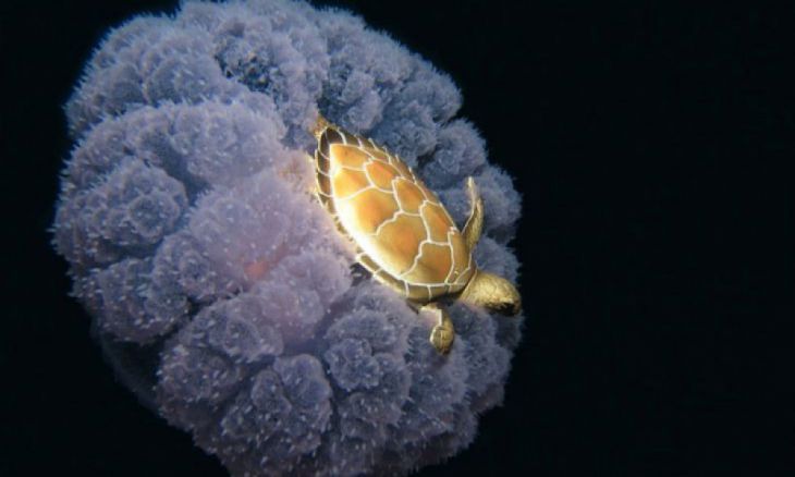 Una tortuga montada en una medusa
