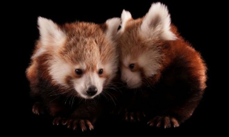 Pandas-vermelhos, Zoológico Lincoln Children’s