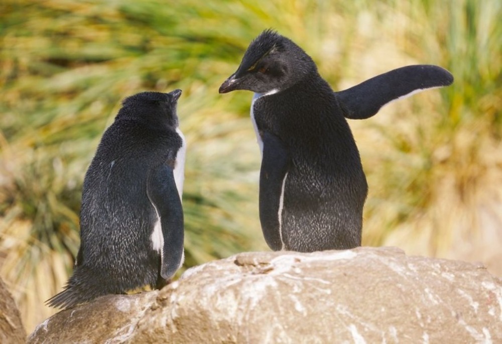 2 pinguins