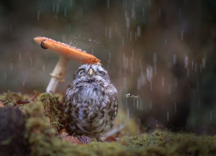 Coruja escondida sob um cogumelo da chuva
