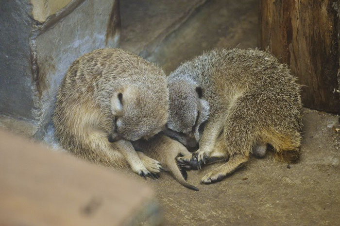 Χαριτωμένα meerkats κοιμούνται