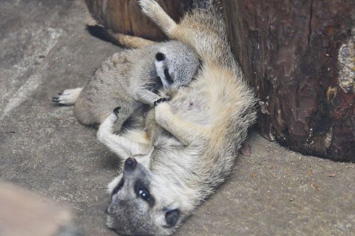 Los suricatas están durmiendo