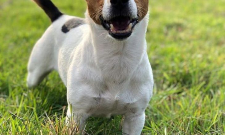 Jack Russell Terrier corre