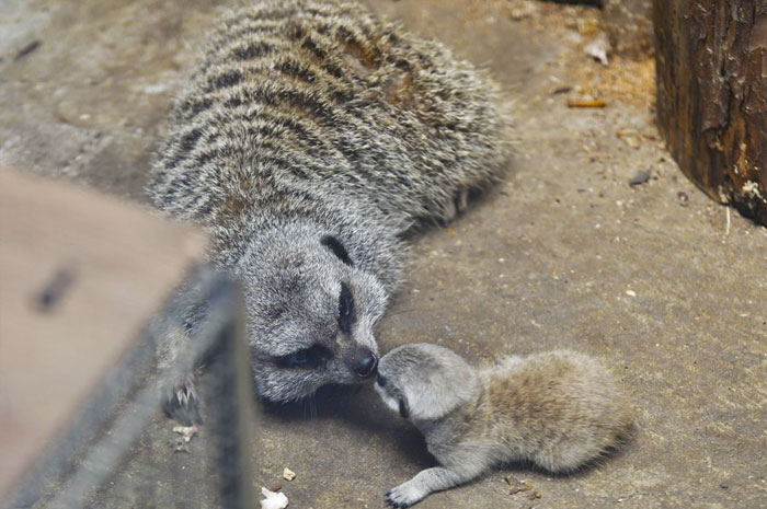 Pouco meerkat e sua mãe