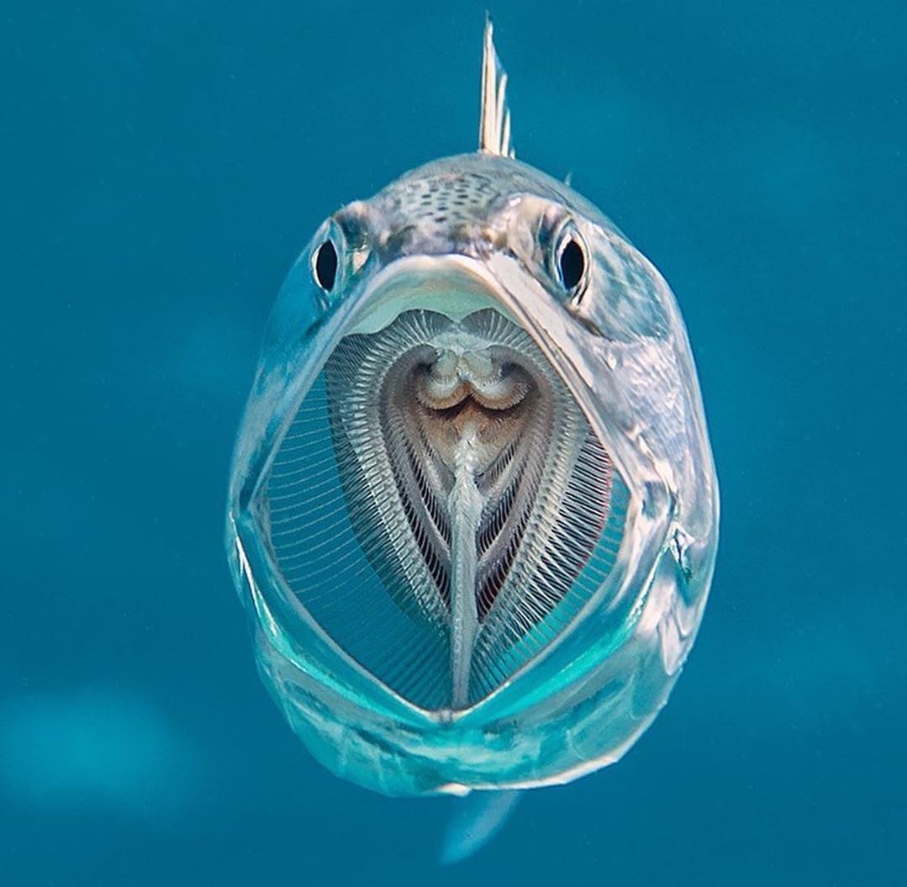 Prążkowana makrela otwiera swój przepastny pyszczek