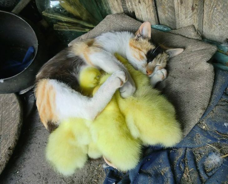 Katt som sover med kyllinger