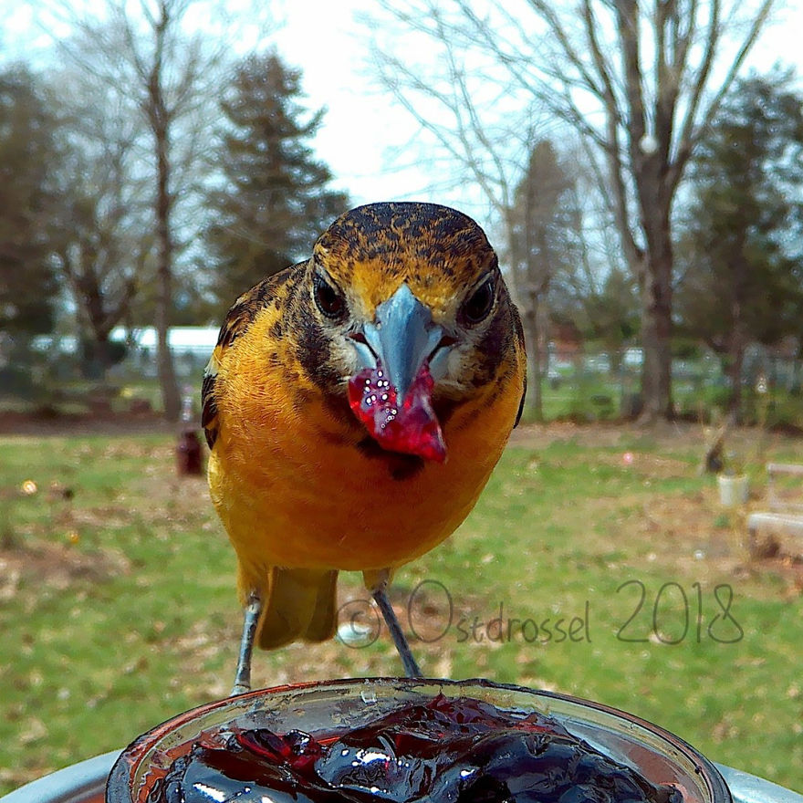 Pássaro cor-de-laranja