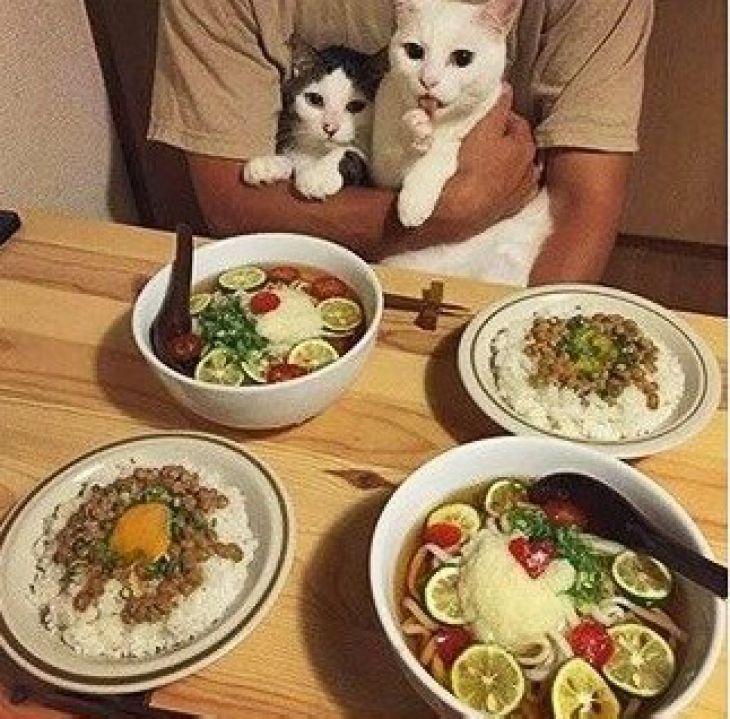 Los gatos comen en la mesa