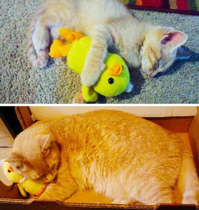 Gato dorme com um brinquedo em forma de pato