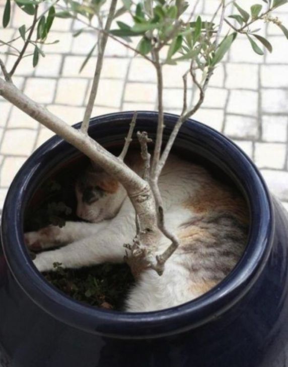 Kat slaapt in een bloempot