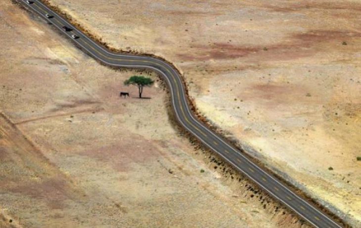 El camino va alrededor de un árbol