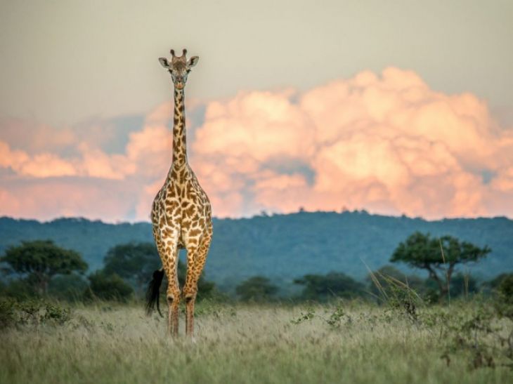 Una jirafa, Tanzania