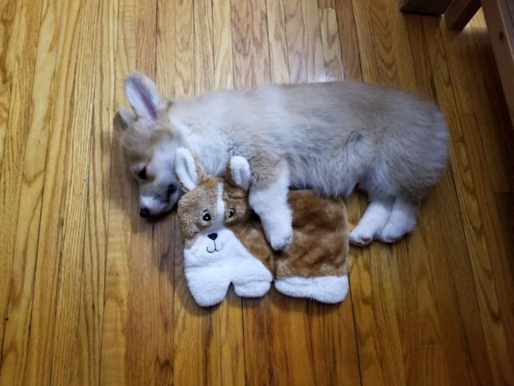Cachorro dorme com um cachorro de brinquedo