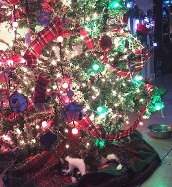 Kissa joulukuusen alla