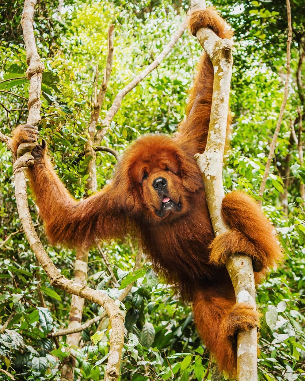 Cane più orangotango