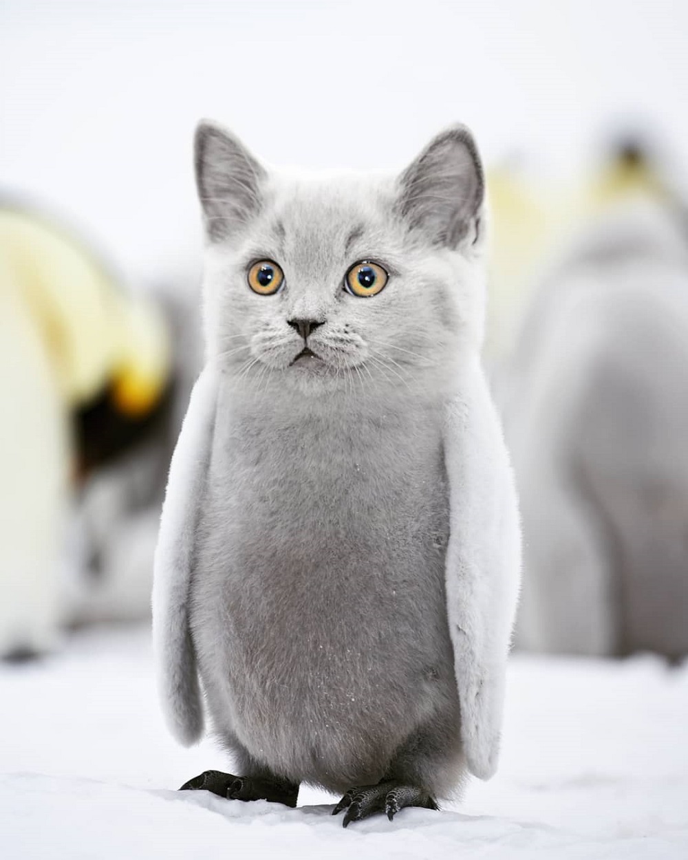 Koto-pingwin - hybryda zwierząt