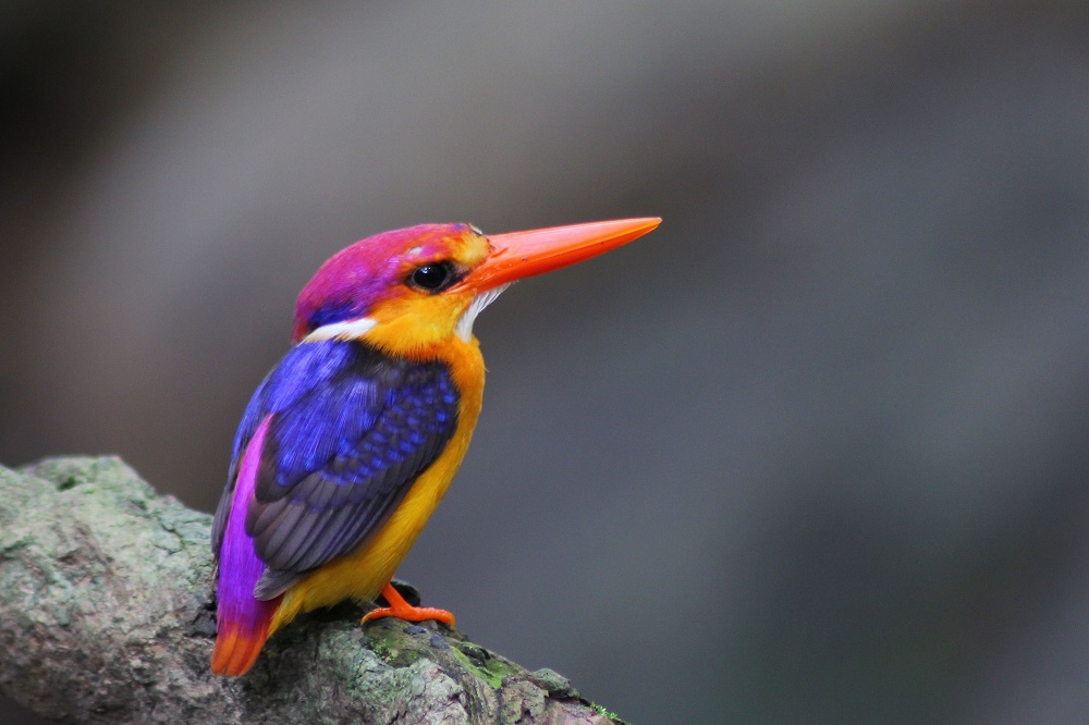 Το Παράξενο πουλί kingfisher
