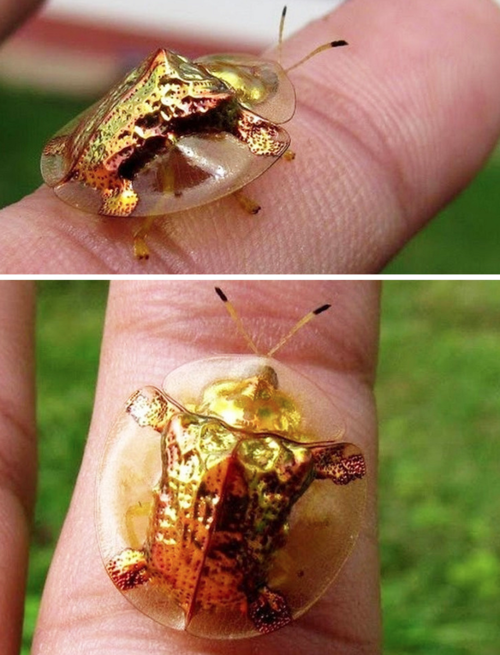 Kultainen kilpikonnakuoriainen