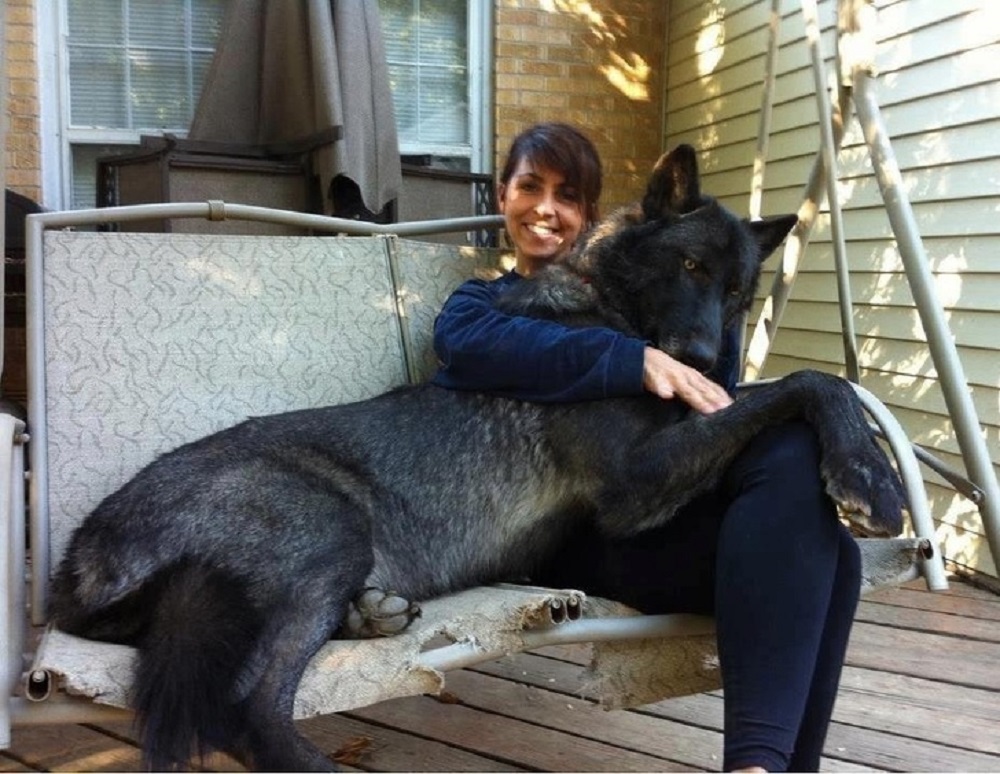 Perro negro grande