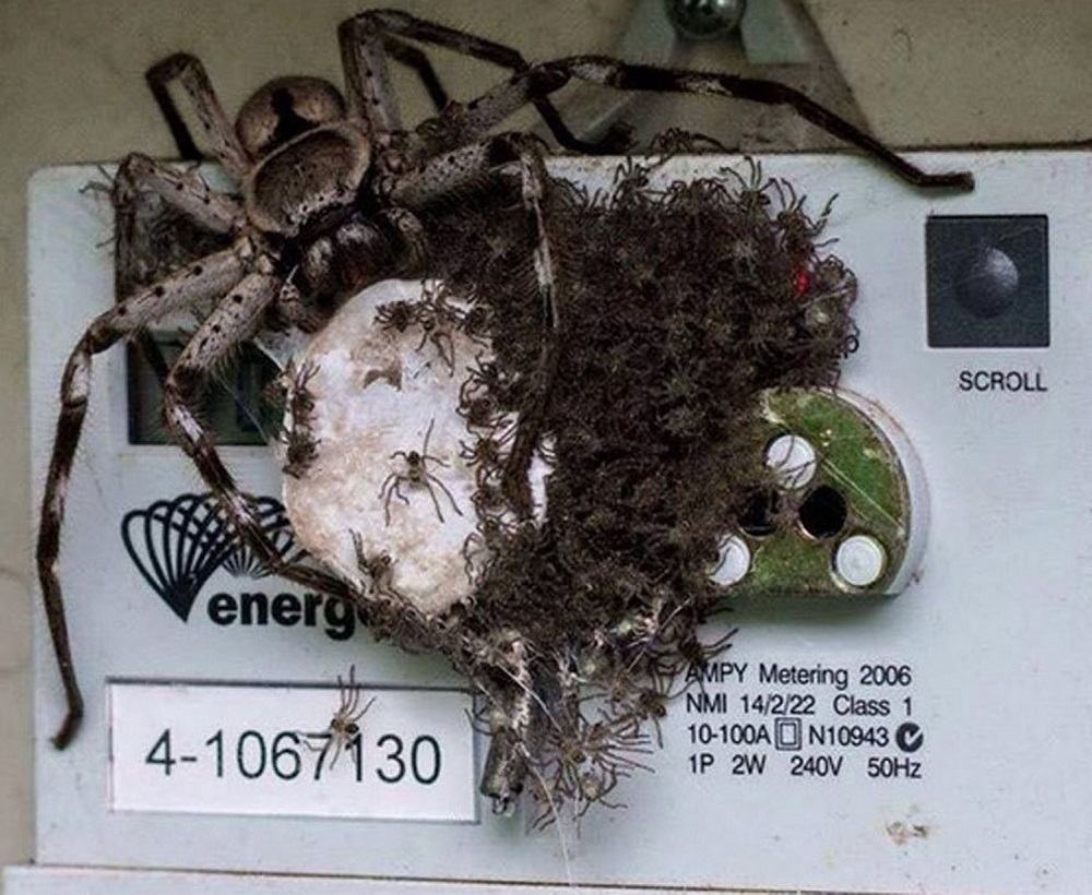 Spiders on an electricity meter