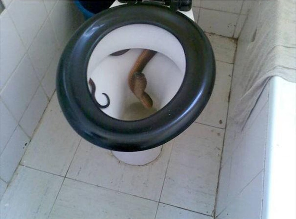 Slange i toilettet