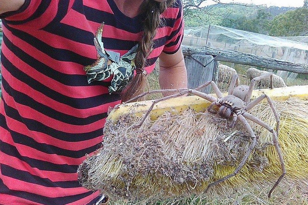 Poți Crede Sau Nu, Aceasta Este Una Dintre Cele Mai Puțin Periculoase Specii De Păianjeni dIn Australia