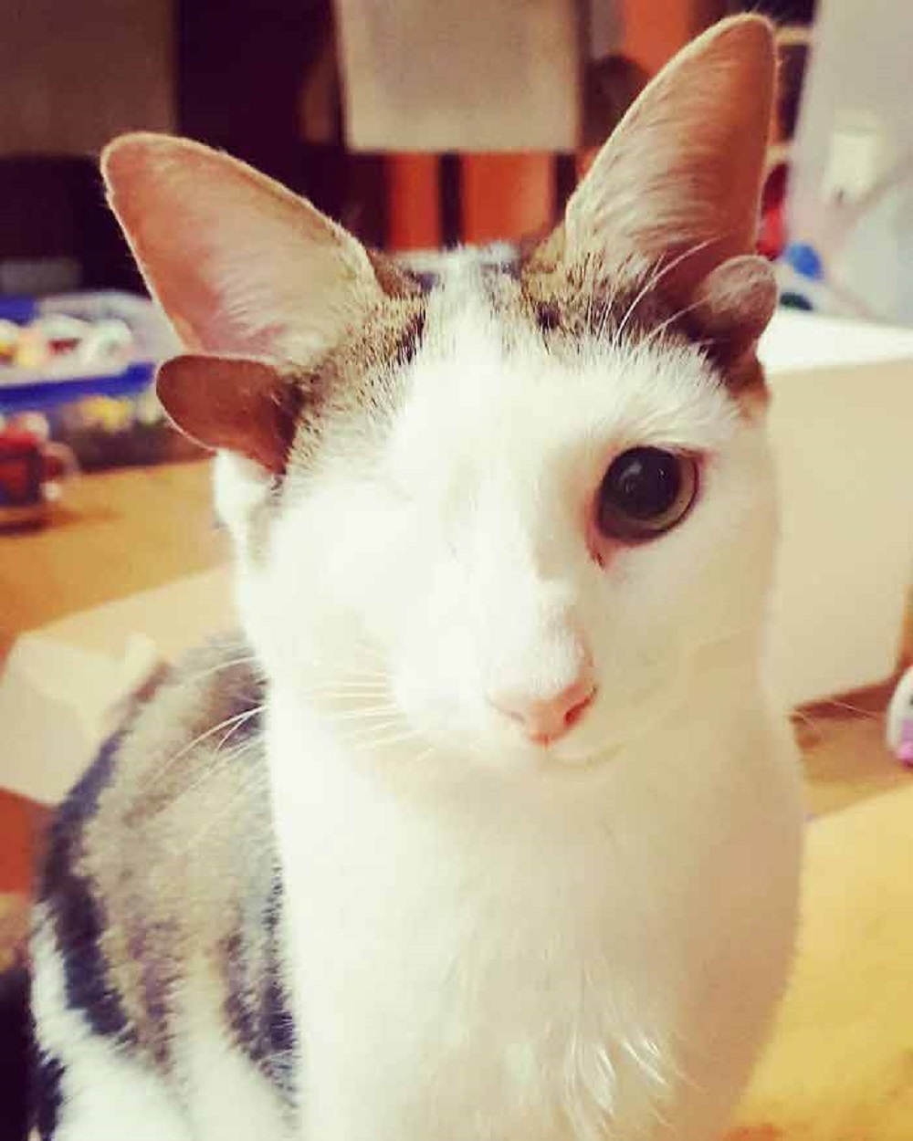 gato branco com 1 olho e 4 orelhas