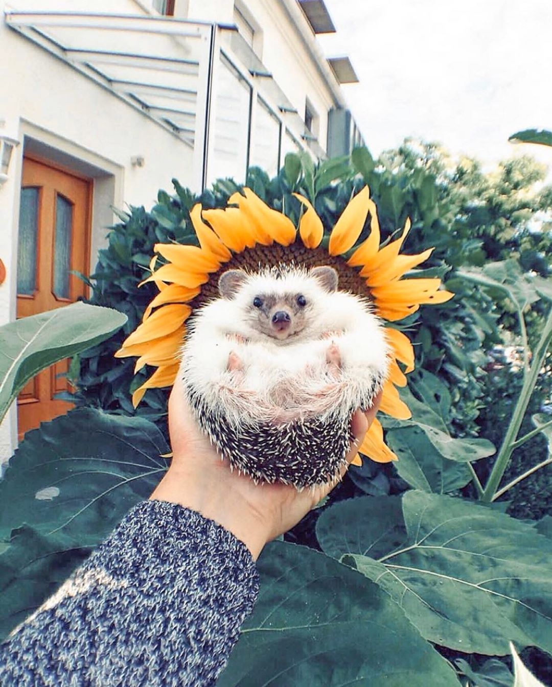 Pictures in sunflowers