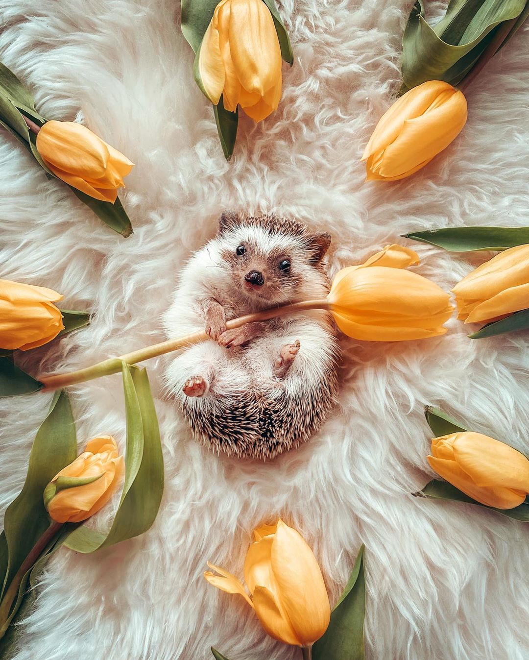 Hedgehog gives flowers to woman